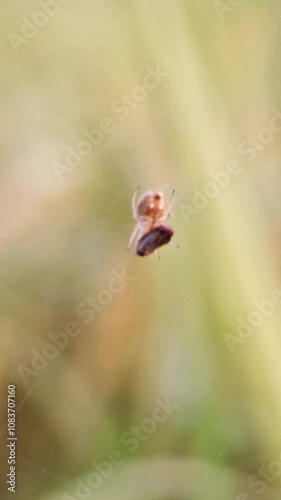 A bolas spider is a member of the orb-weaver spider that, instead of spinning a typical orb web, hunts by using one or more sticky 