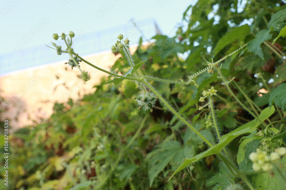 Naklejka premium 가시박