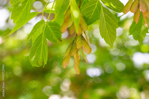 Acer negundo in the fall. Seed pods of box elder (Acer negundo) in the fall. Box Elder (acer Negundo) Seeds. photo