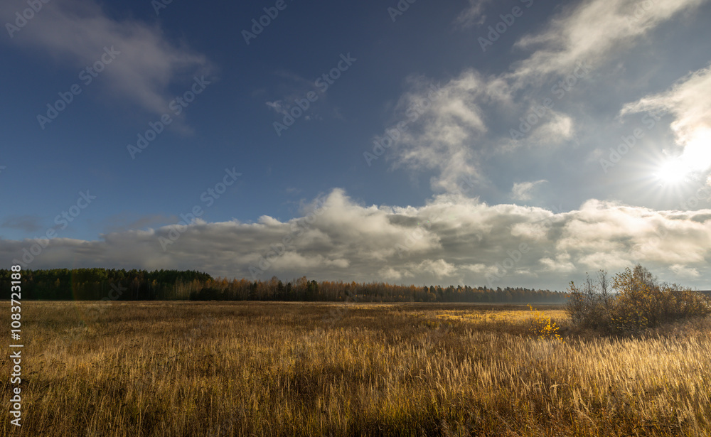 Fototapeta premium A field of tall grass with a cloudy sky in the background