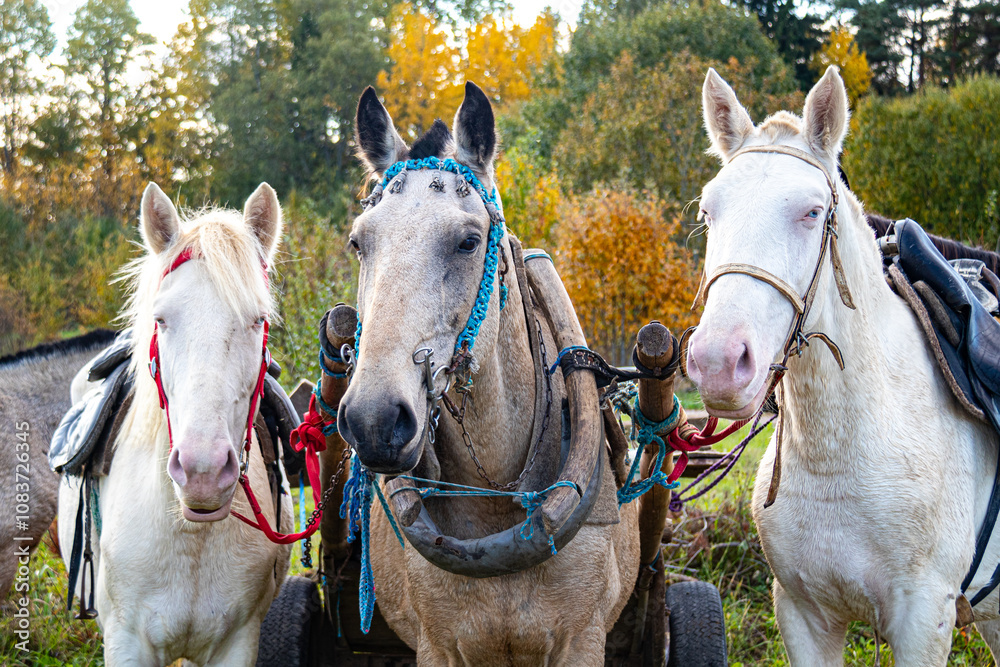 Fototapeta premium portrait of horses in close-up