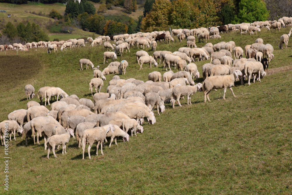 Fototapeta premium sheep with thick woolly fleece grazing on a green meadow in the mountains