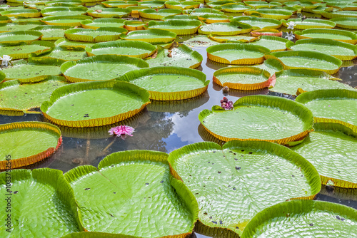 Nénuphars géants du jardin botanique de pampl, île ma photo