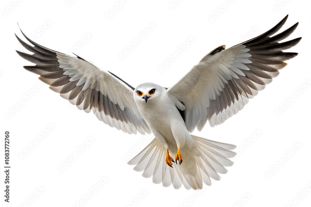 Obraz premium Front view, Black-shouldered Kite is spreading its wings and flying isolated on a transparent background