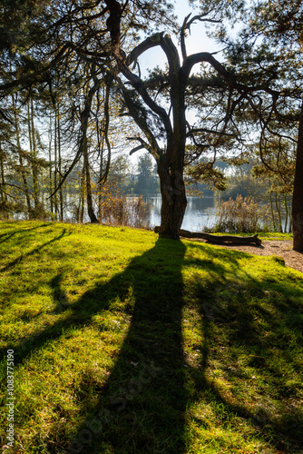 Pine trees forest and lake with reflection in winter sunny day, Kempen regio in North Brabant, Netherlands photo