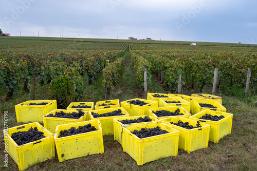 Harvest on grand cru vineyards near Ambonnay and Bouzy region Champagne, France. Cultivation of black pinot noir wine grape, plastic boxes with cutted grape clusters photo