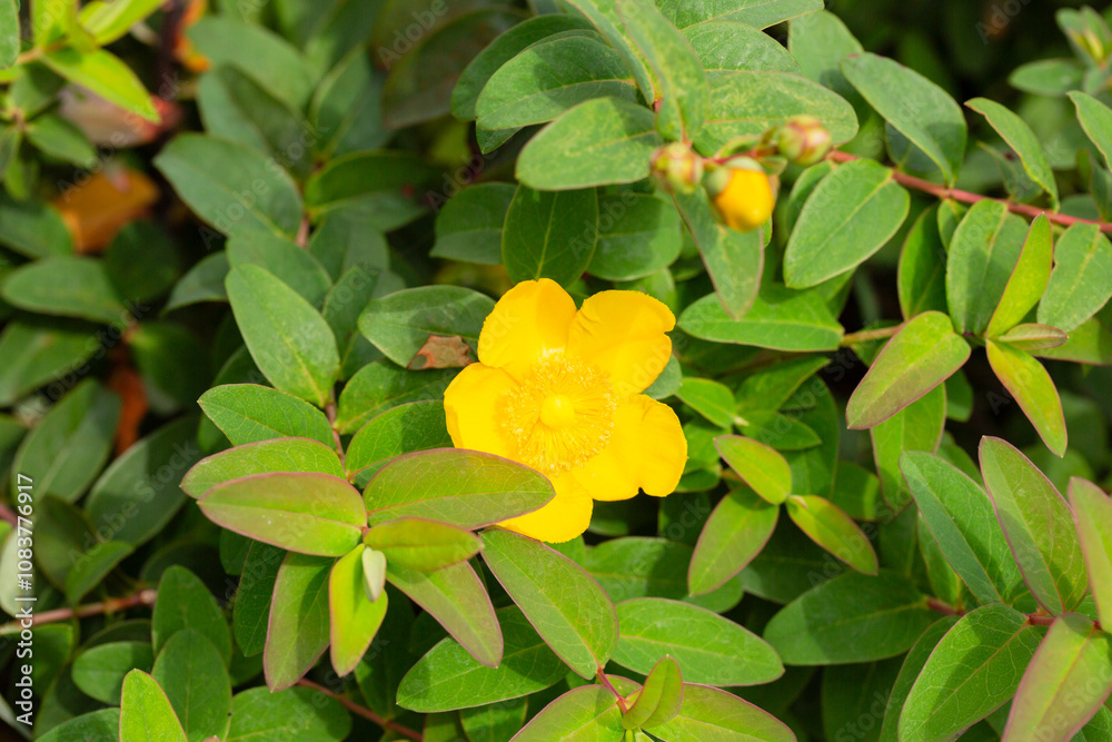 Fototapeta premium Yellow Hypericum Hidcote (St. John s Wort). A summer background of a large yellow flower on a green bush.