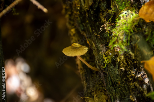 Divercity of wild mushrooms of Mullerthal, Luxembourg's Little Switzerland, hiking routes, rock formations, moss-covered forests, tourist destination in Europe photo