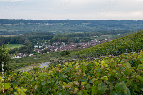 Evening view on green premier cru champagne vineyards and fields near village Hautvillers and Cumieres and Marne river valley, Champange, France photo
