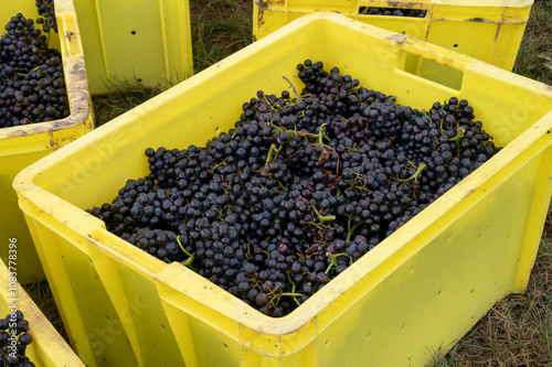 Harvest on grand cru vineyards near Ambonnay and Bouzy region Champagne, France. Cultivation of black pinot noir wine grape, plastic boxes with cutted grape clusters photo