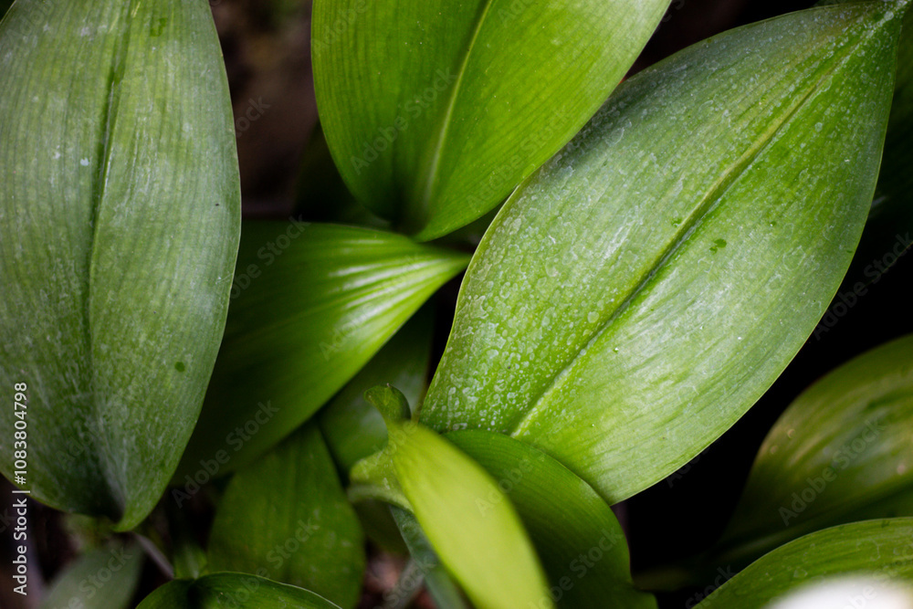 Fototapeta premium White lily leaves in the spring forest. The leaves are fresh green.