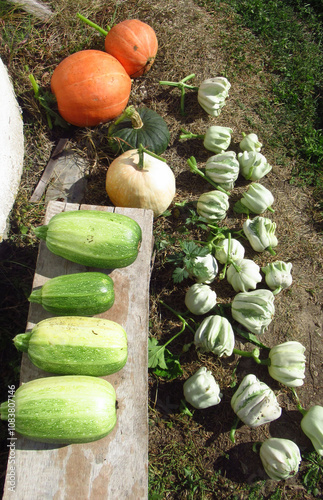 Ripe zucchini, edible and decorative pumpkins at the cottage