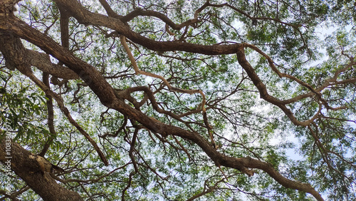 branches of a tree with leaves