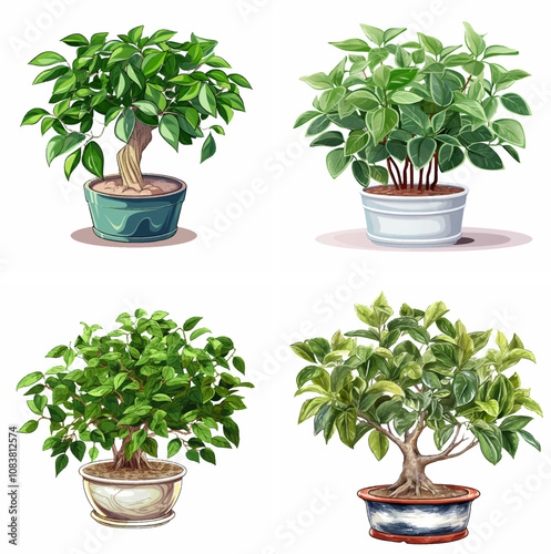 Ficus benjamina weeping fig houseplant indoor plant greenery ornamental tree foliage evergre