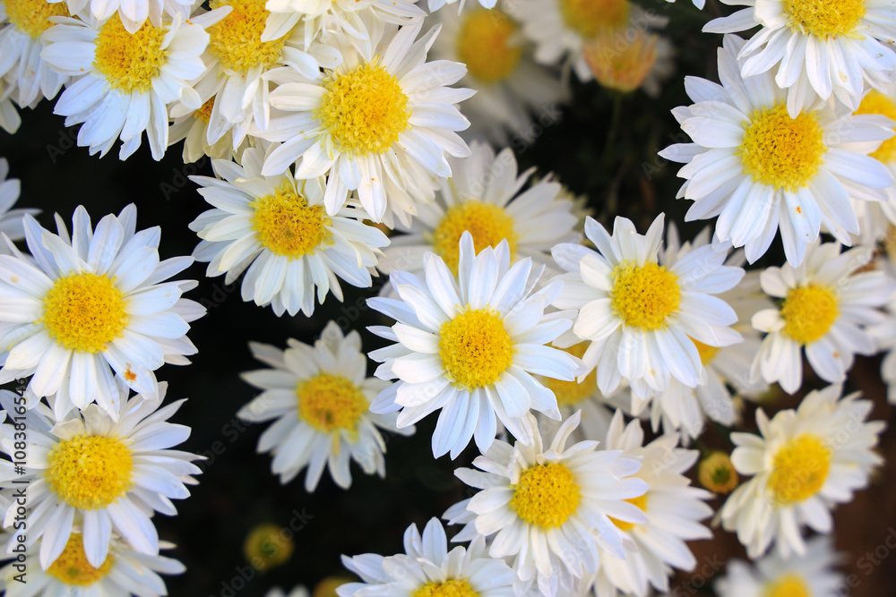 Fototapeta premium Many blooming chrysanthemums in the park outdoors
