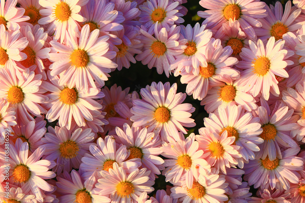 Fototapeta premium Many blooming chrysanthemums in the park outdoors