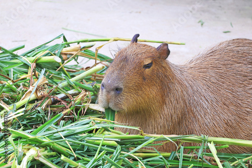 Closeup of an adorable Capybara Chewing Grasses Happily photo