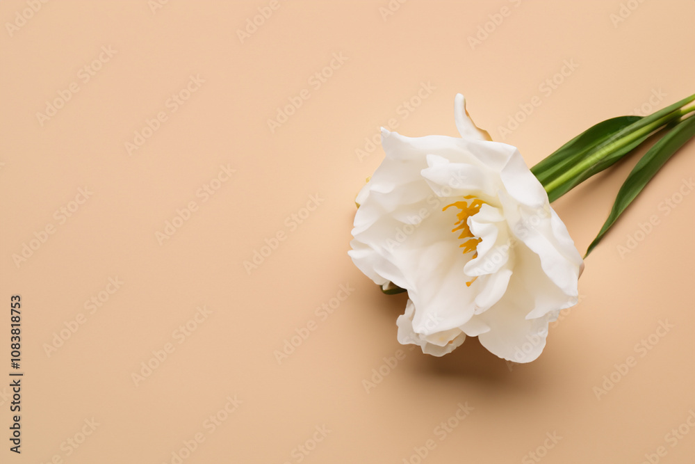 Obraz premium In of beige and. natural design floral concept. white flower lies on beige with a white flower in bloom. a white flower lies on a beige with a white flower lifestyle.