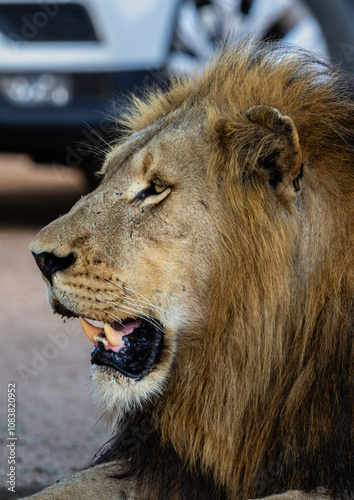Side view portrait of a big male lion
