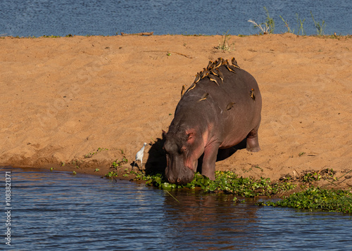 One hippopotamus with a number of oxpeckers on its back entering a river photo