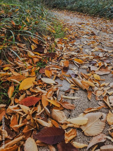a path in a park off the side of a fall