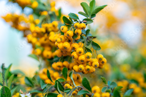 Fire thorn with yellow Pyracantha fruits in autumn photo