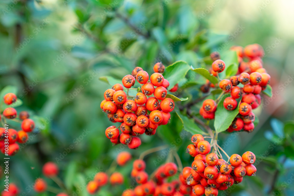 Fototapeta premium Fire thorn with red Pyracantha fruits in autumn