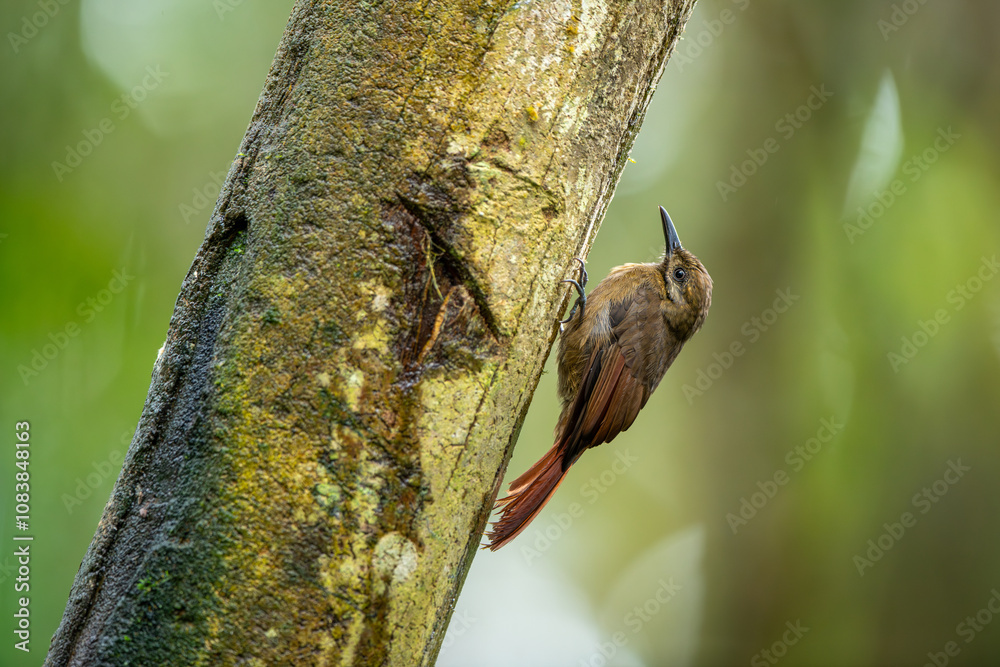 Spot throated woodcreeper bird on tree trunk