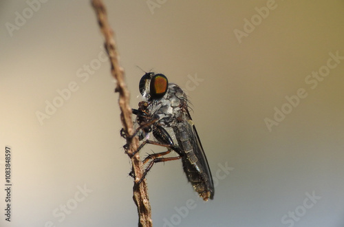 Robberfly got a small insect as prey