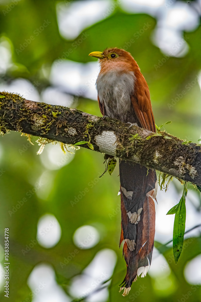 Squirrel Cuckoo bird sitting on a tree branch.
