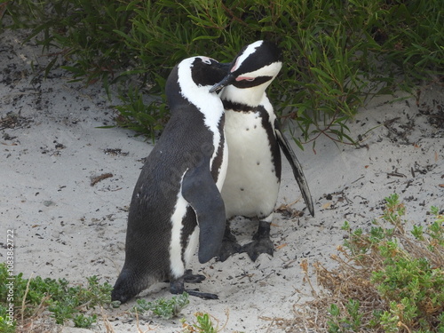 Close-up of playful penguins at Boulders Beach, South Africa, showcasing their unique black and white feathers. The natural setting highlights their charming expressions and lively behavior.