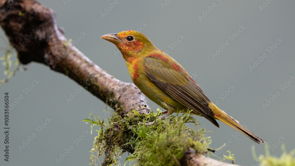 Summer Tanager (Piranga rubra) - In its natural habitat in the Equator