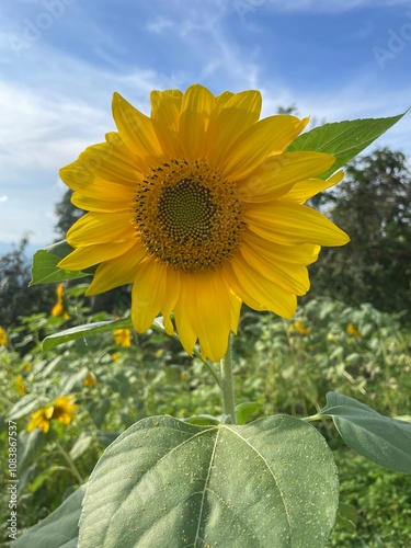 sunflower field in the summer