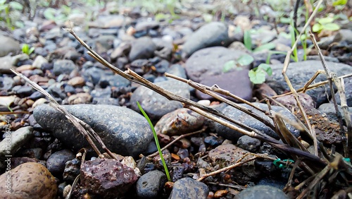 a blade of fresh young grass among the dry grass on rocky ground