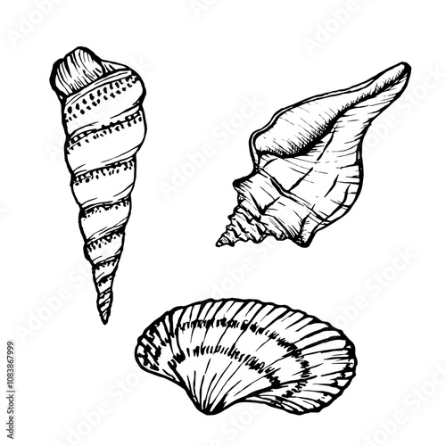 Seashells vector illustration collection. Underwater Shells on outline style. Set Drawing of mollusk in simple linear style. Stylized graphics. Underwater world line art for design label, postcards