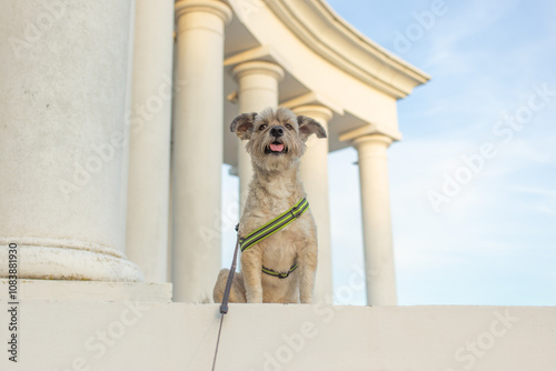  A dog walking in the park.