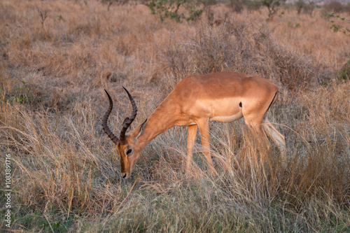 Impala ram grazing on the dry grass at sunset  photo