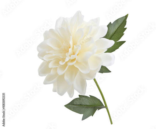 Delicate Cream Dahlia in Full Bloom