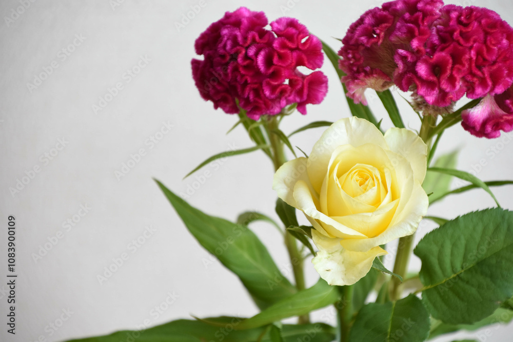 Fototapeta premium 薔薇とケイトウ