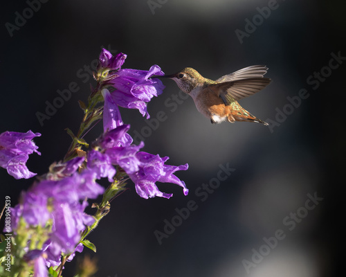 Rufous hummingbird in flowers, hummingbird, penstemon, penstemon flower, bird in flowers