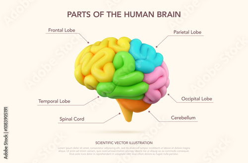 3D multicolor brain with vibrant sections highlighting areas of function and activity. Visual for education, medical, and academic concepts. Modern minimalistic infographic style. Vector illustration.