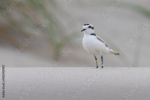Western Snowy Plover on beach