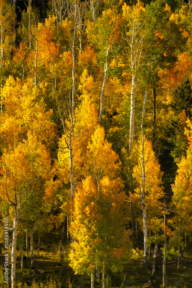 Obraz premium Aspen Grove Close up