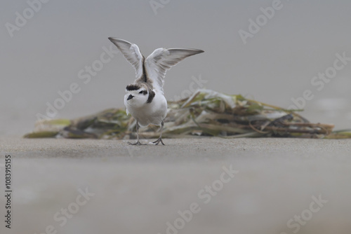 Western Snowy Plover on beach