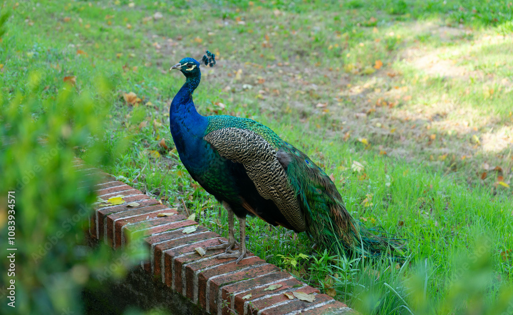 Obraz premium Peacock in a garden of royal palace, aranjuez, Madrid,Spain