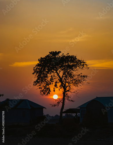 Sunset and the tree 