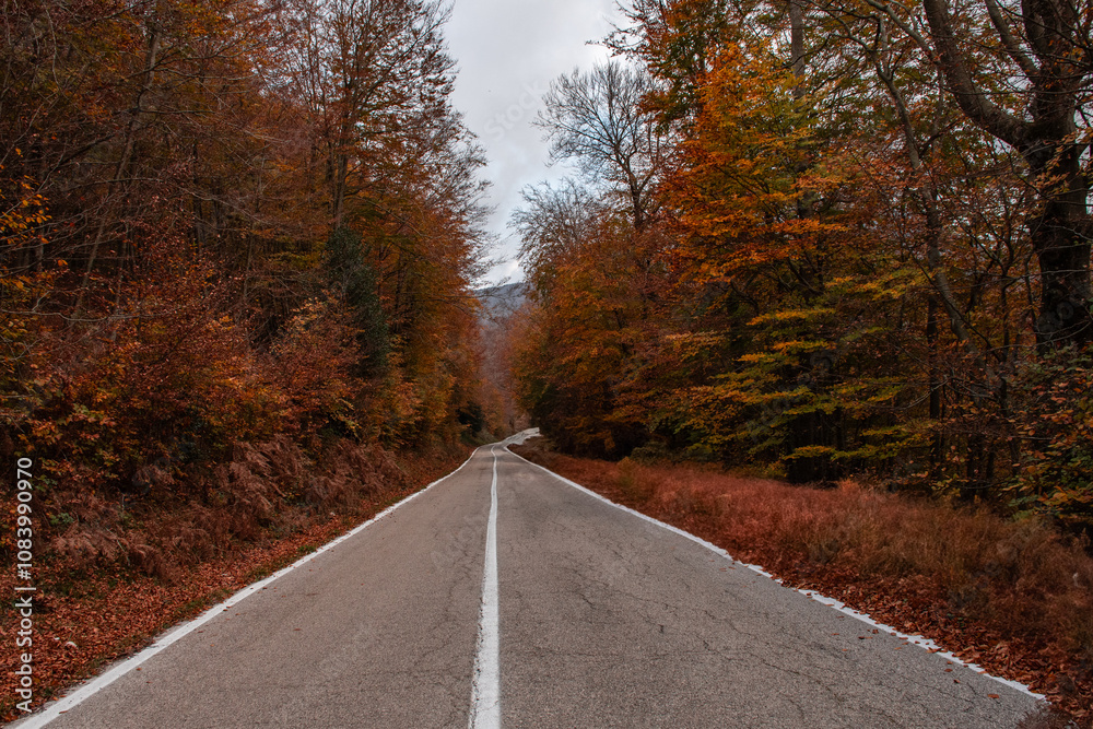 Obraz premium Road in the woods among the colors of autumn