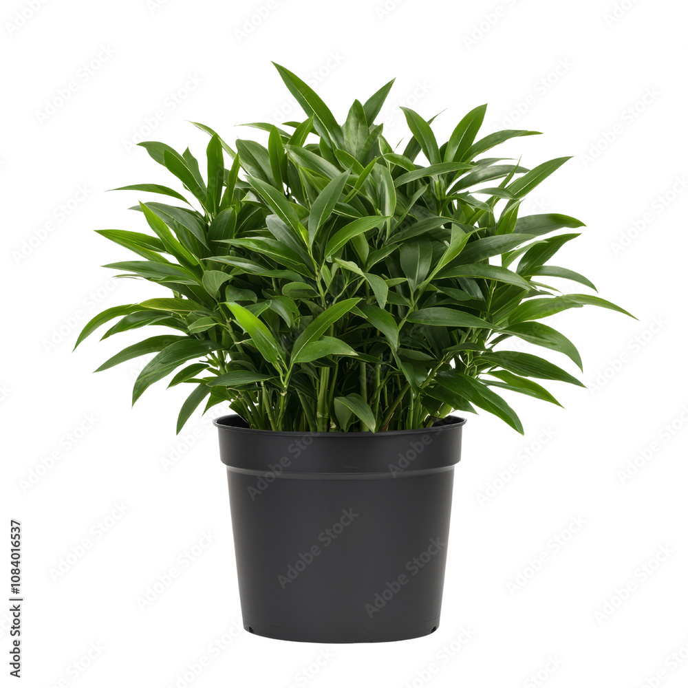 Fototapeta premium Lush green indoor plant in a black pot, vibrant leaves creating a fresh look in any space.
