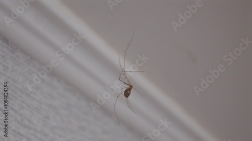 Home spider. Spider hangs in the web under the ceiling. High quality 4k footage photo