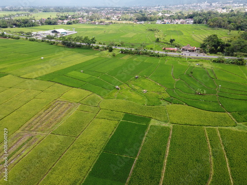 THE BEAUTY OF THE RICE FIELD LANDSCAPE ON THE EDGE OF RAWA PENING LAKE WHICH IS THE ROUTE OF THE AMBARAWA STATION STEAM TRAIN photo